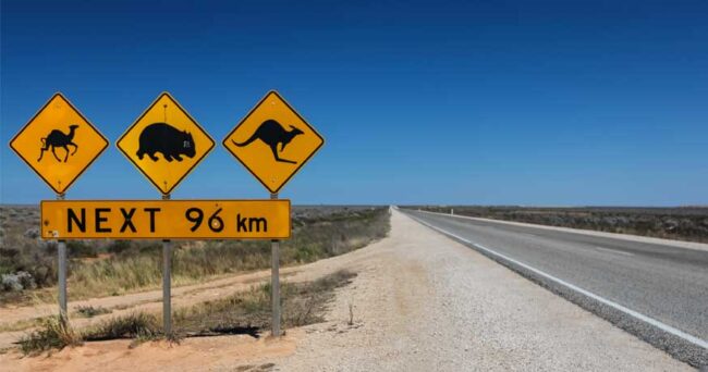 Large Australian animal road warning signs