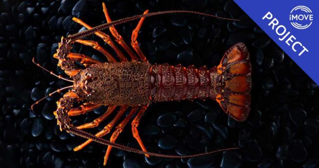 Illustrative graphic for iMOVE project 2-036 - Supply chain traceability of live Southern Rock Lobster exports